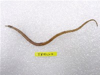 藏品(鋸吻海龍)的圖片